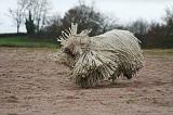 KOMONDOR 136